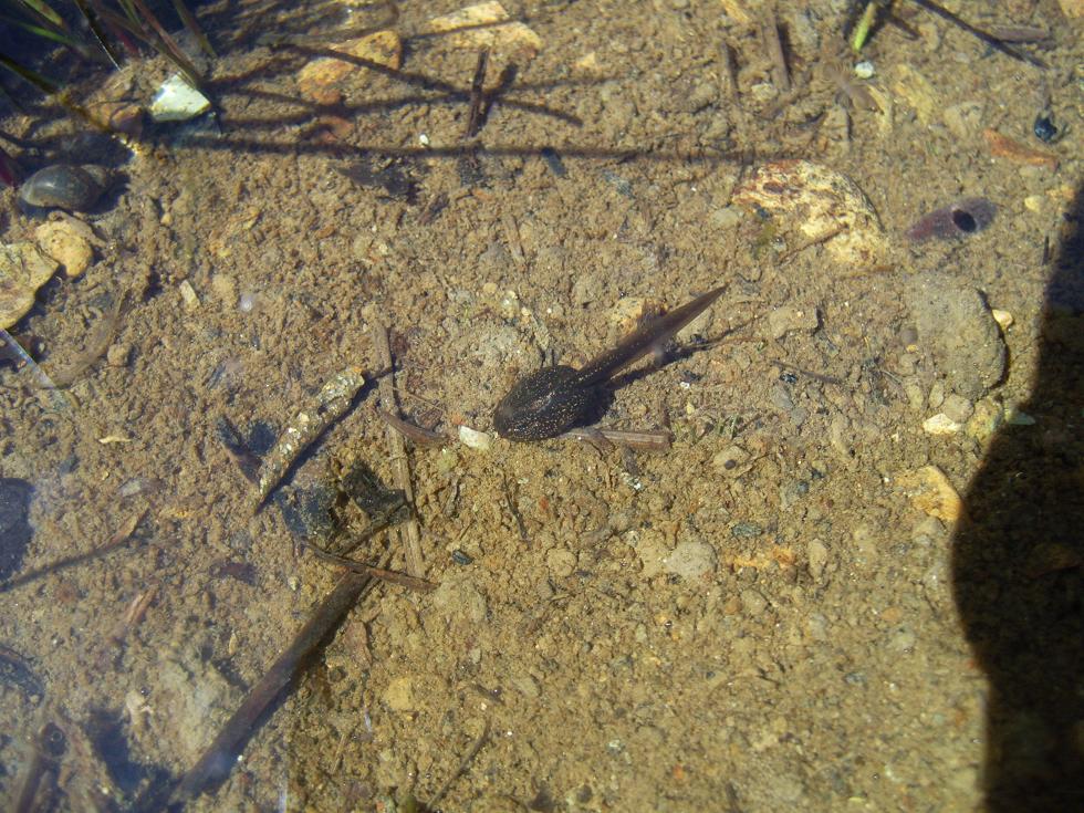 Ovatura e girini di...Rana dalmatina? temporaria? R. temporaria